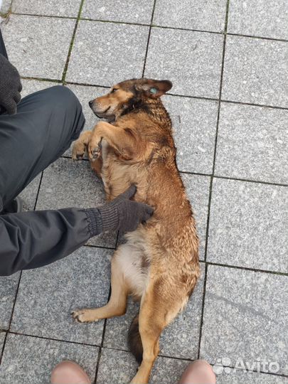 Передержка собак в частном доме, зоогостиница