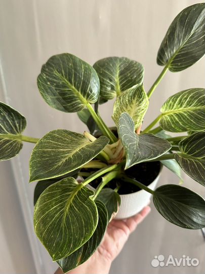 Филодендрон биркин