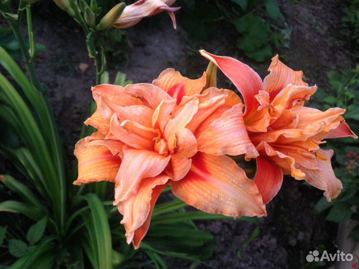 Цветущие многолетники