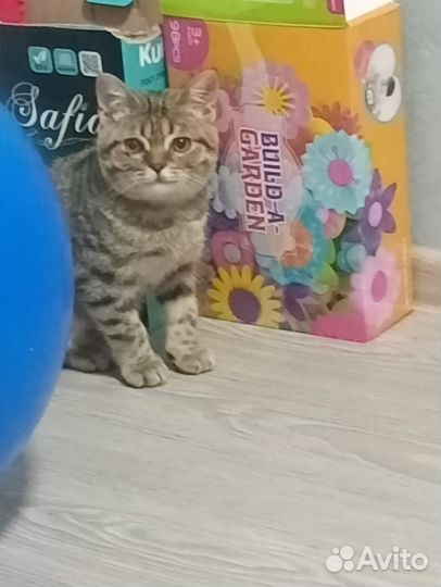 Отдам кошку в добрые руки британская так