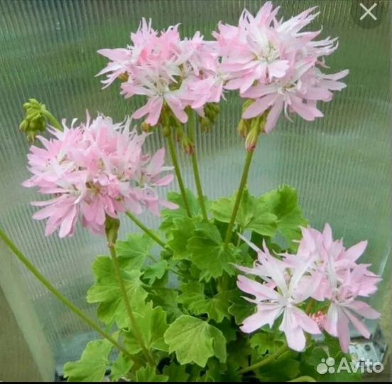 Герани, герань ангел