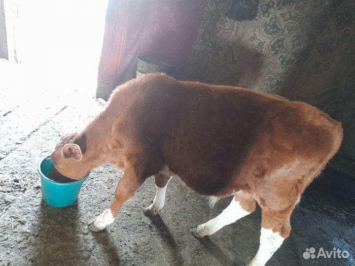 Бычки и быки