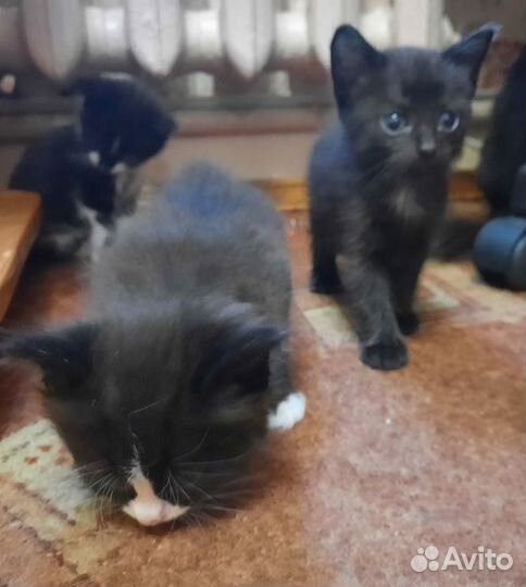 Отдам маленьких очаровашек