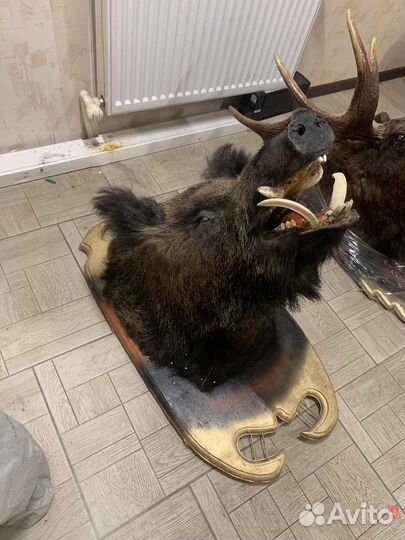 Чучело головы кабана