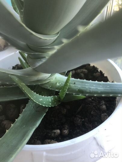 Алоэ вера столетник