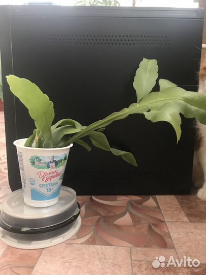 Эпифиллум белый