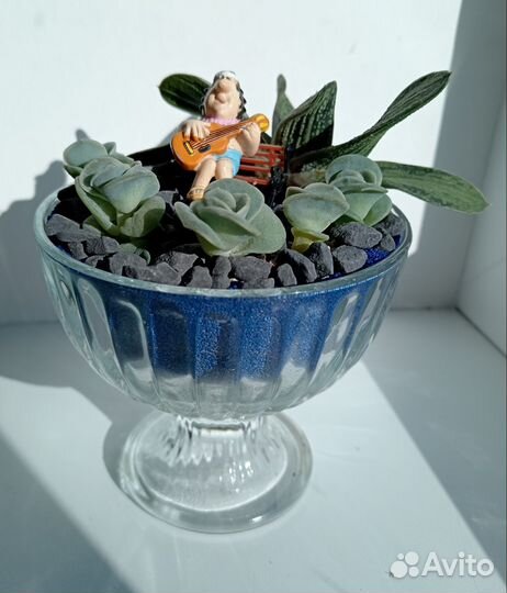 Растения для флорариум. Суккуленты