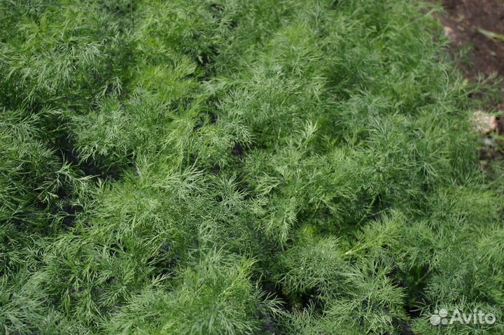 Семена Укропа 