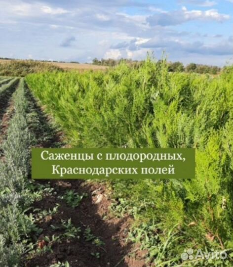 Туя для изгороди