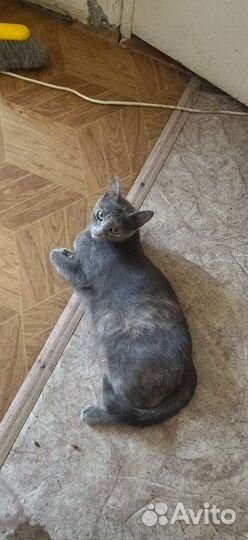 Кошка в дар бесплатно