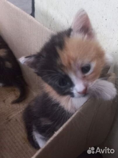 Котики в добрые руки