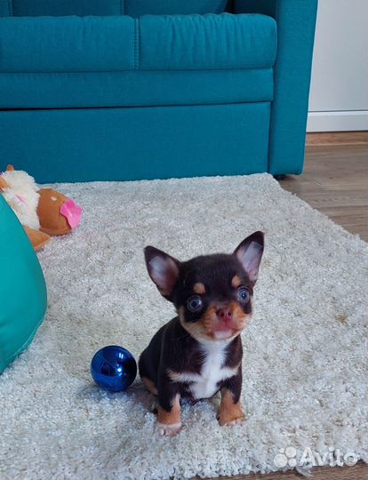 Чихуахуа мальчик