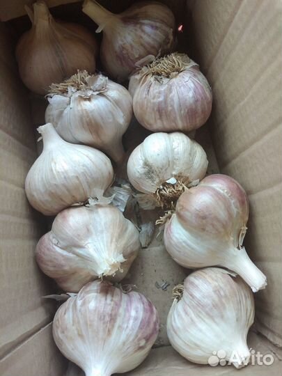 Чеснок, лук