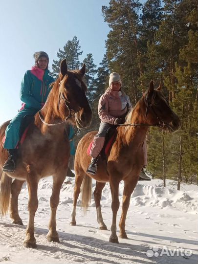 Прокат лошадей