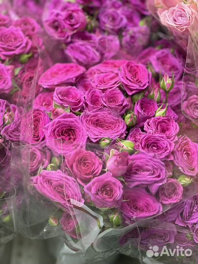 Кустовые розы