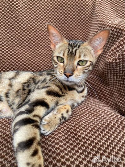 Бенгальская кошка