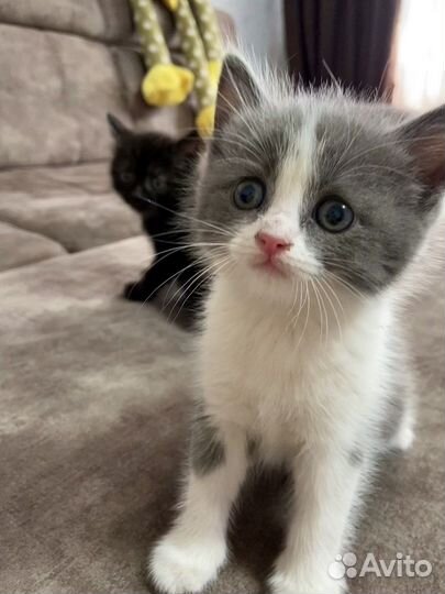Кошка, котята