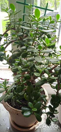 Хойя, денежное дерево, эпифиллум