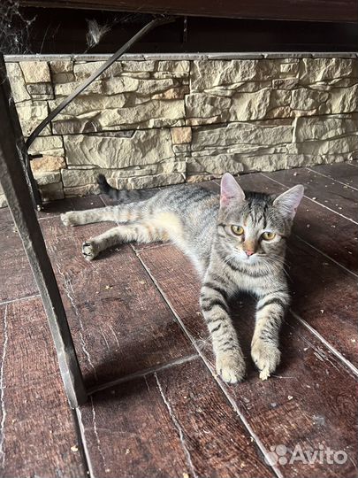 Кошке 7 месяцев, девочка