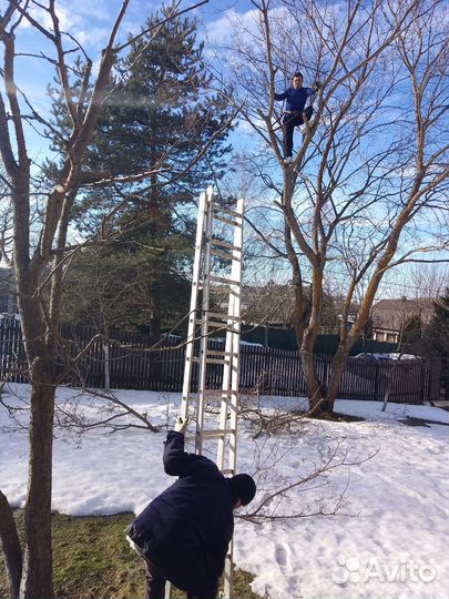 Cпил деревьев