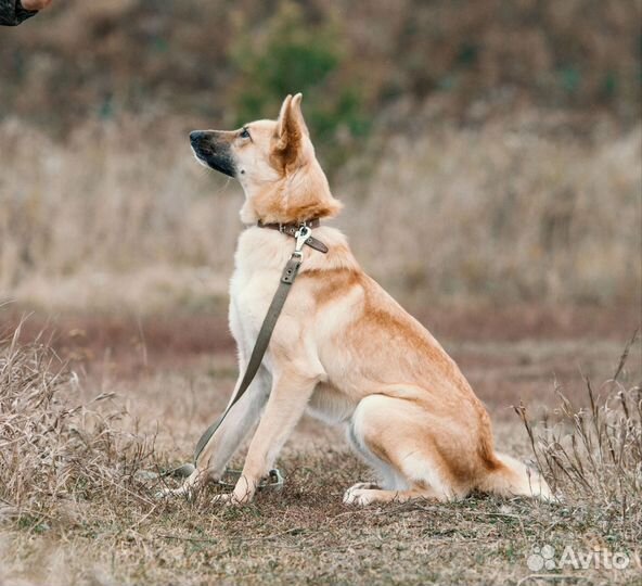 Собака в добрые руки, Олёнка