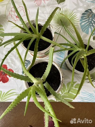 Алоэ лекарственный