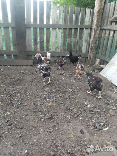 Продам куриц и петухов