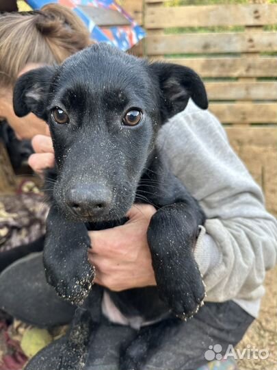 Щенок в добрые руки