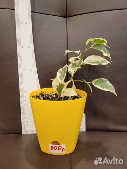 Фикус Ficus Starlight