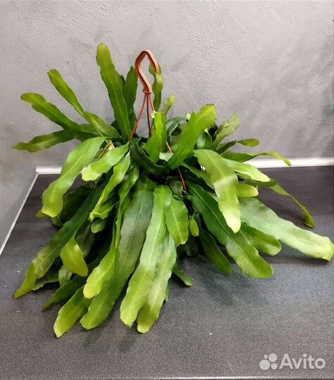 Фикус муншайн,филодендрон,зензи