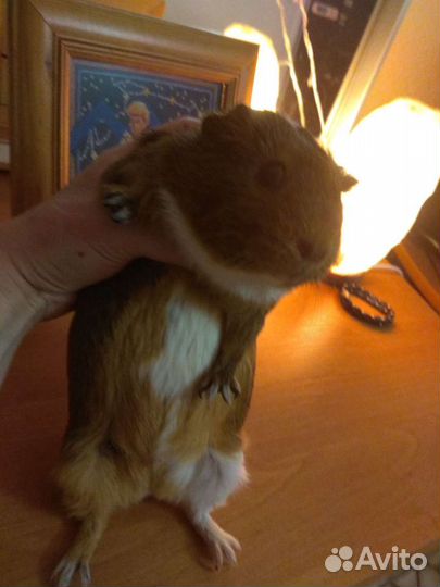 Морские свинки с клеткой