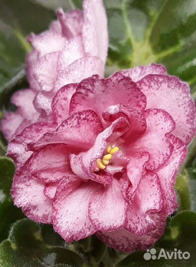 Фиалка-лист на срез