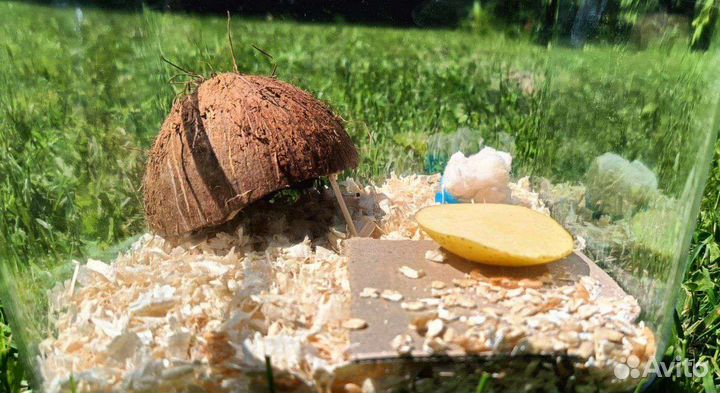 Мадагаскарский таракан Готовый домик с инструкцией