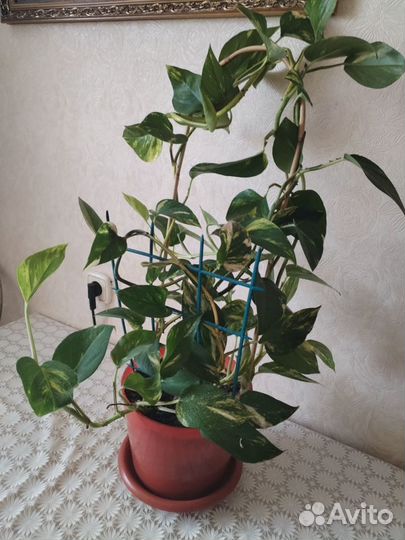 Большой комнатный цветок