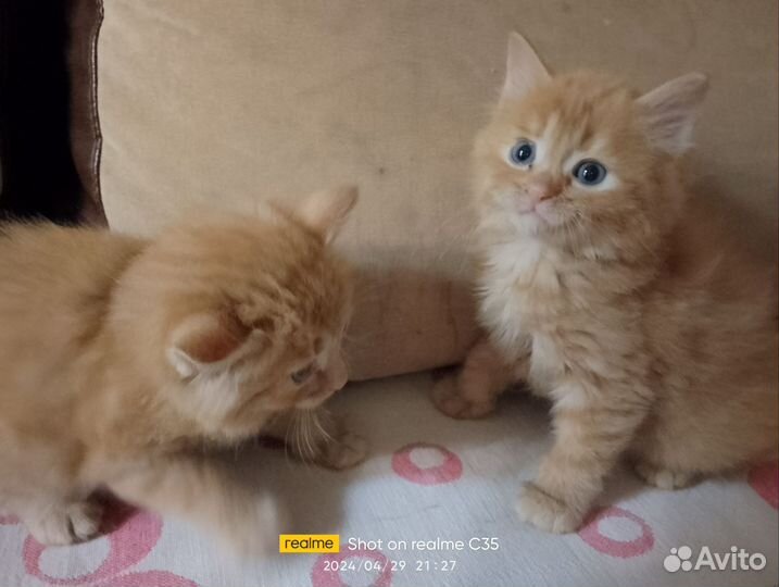 Котята в добрые руки приучены к лотку