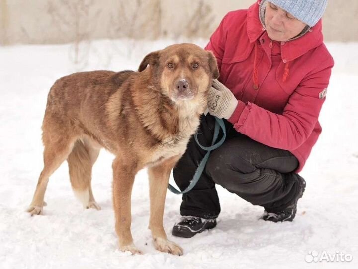 Кофейная собака