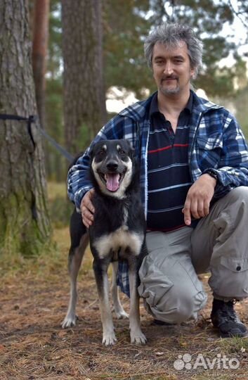 Ищет дом великолепный пес Джек