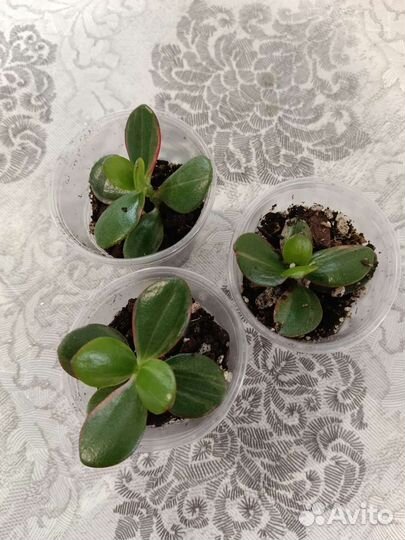 Крассула вариегатная