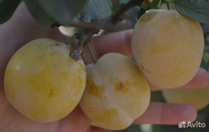 Плоды желтой сливы и Саженцы желтой сливы
