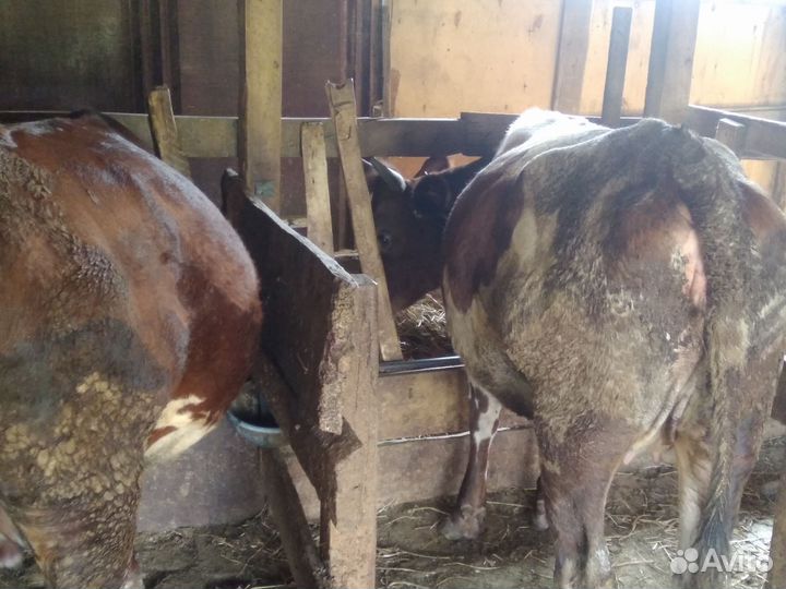 Телята бычки