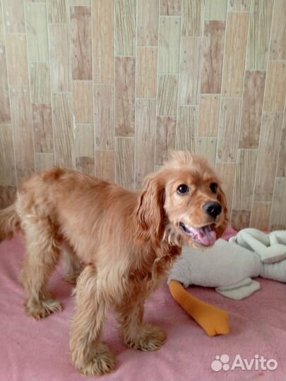 Щенок англиский спаниель