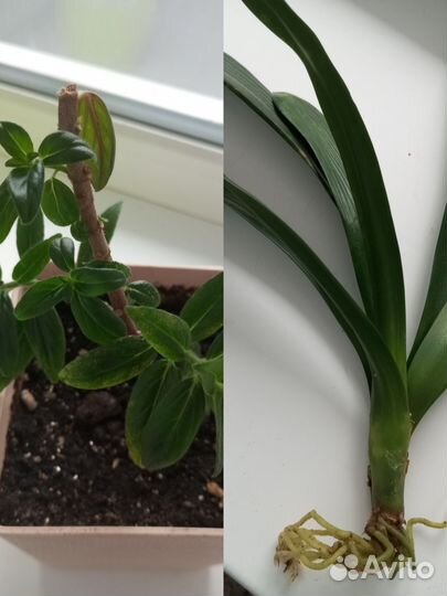 Комнатные цветы