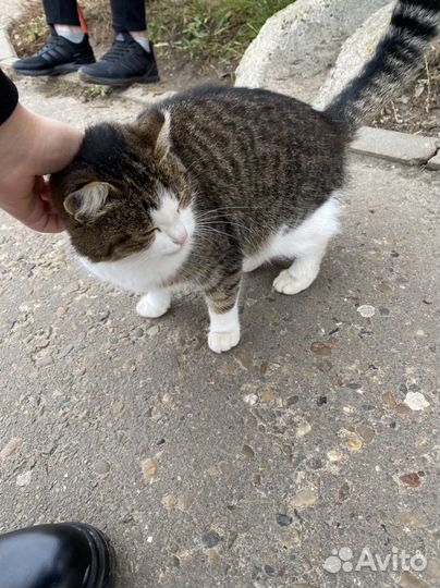 Кошечка в добрые руки