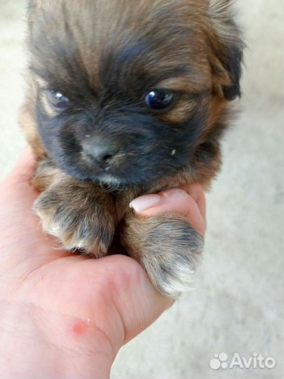 Собаки щенки