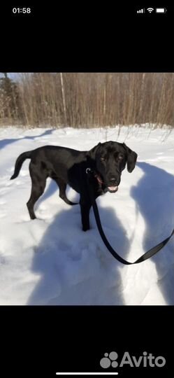 Кнопа из приюта ищет семью