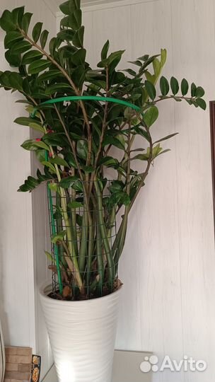 Замиокулькас