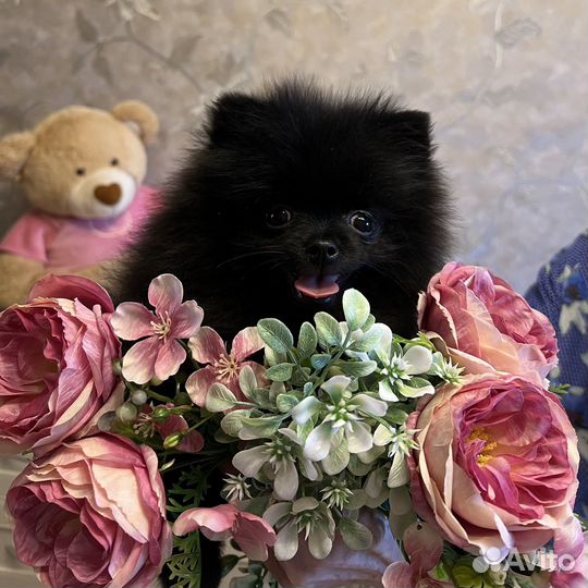 Померанский шпиц щенок