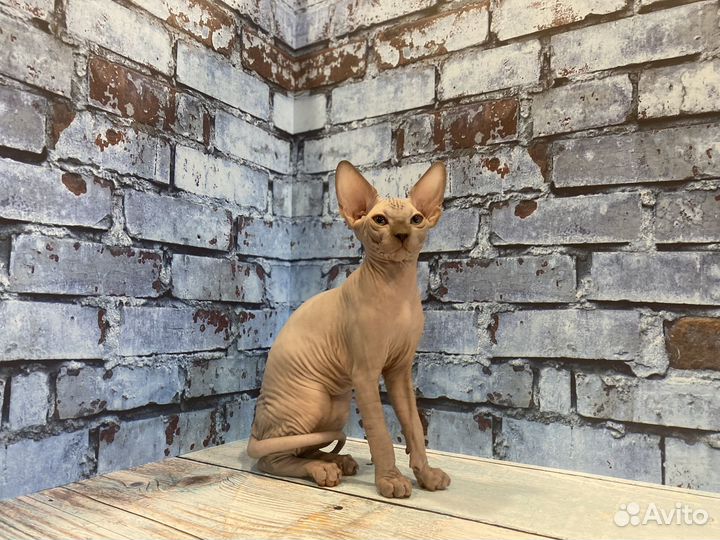 Котята эльфы