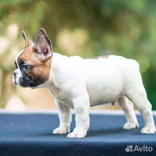 Французский бульдог стандарт РКФ