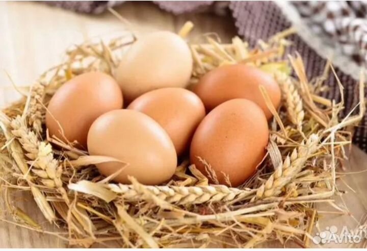 Яйца домашние